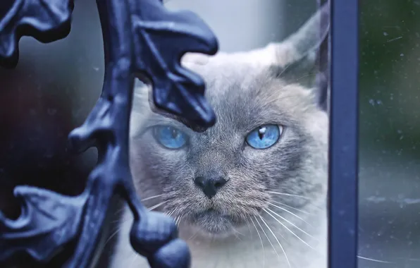 Кошка, кот, взгляд, стекло, морда, металл, завитки, портрет