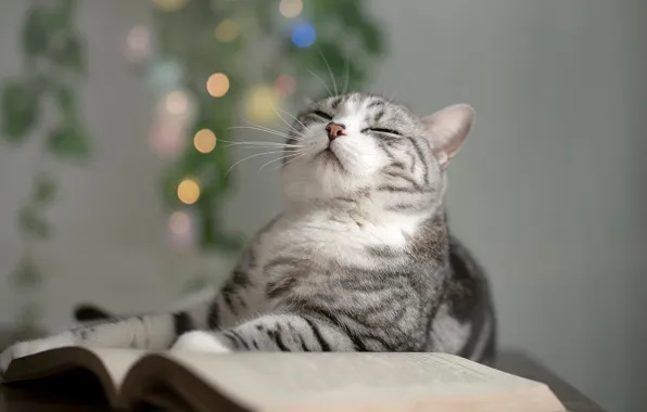 Кошка, кот, морда, поза, книга, боке, закрытые глаза, шотландская