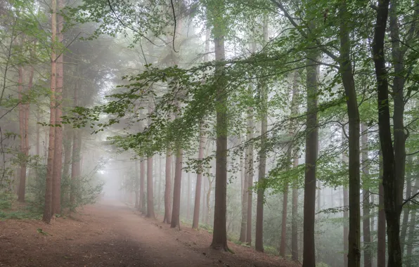 Дорога, лес, деревья, туман