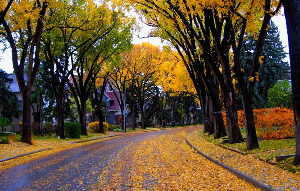 Осень, листья, деревья, природа, city, город, дом, улица
