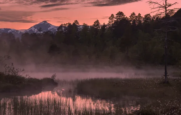 Лес, деревья, горы, туман, восход, утро, Норвегия, Norway