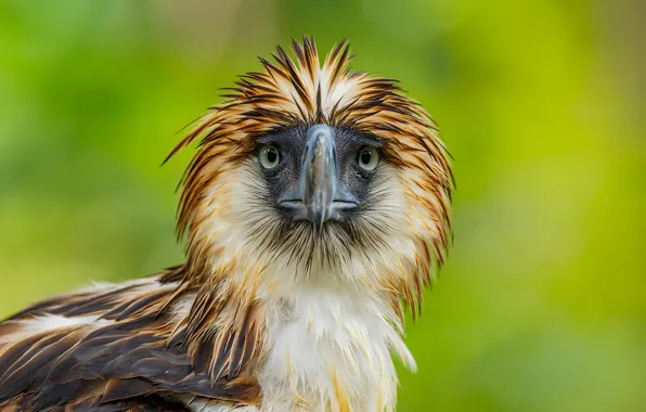 Природа, птица, Philippine Eagle