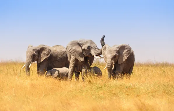 Картинка природа, Африка, слоны