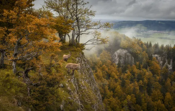 Осень, животные, пейзаж, природа, туман, скалы, леса, козлы