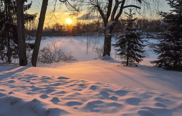 Картинка зима, солнце, снег, пейзаж, закат, природа, ели, дервья