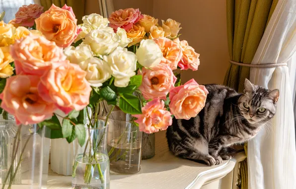 Кошка, кот, взгляд, свет, цветы, стакан, поза, стол