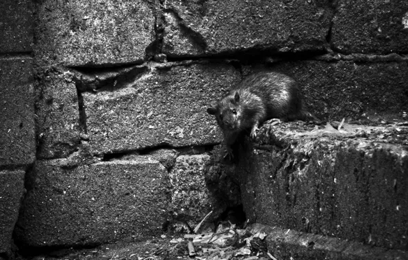 Взгляд, макро, close-up, крыса, неожиданность, look, rat, surprise