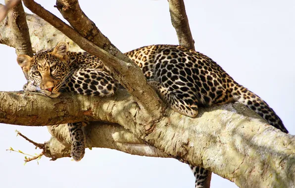 Взгляд, дерево, отдых, хищник, леопард