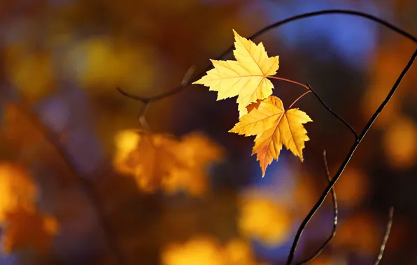 Осень, листья, природа