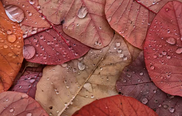 Картинка осень, листья, капли, макро, природа