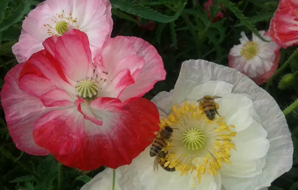 Маки, пчёлы, bee, красный мак, White poppy, red poppy, Белый мак