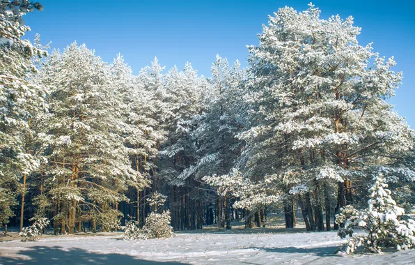 Сосны, зимний день, снега, Шимаковский Юрий
