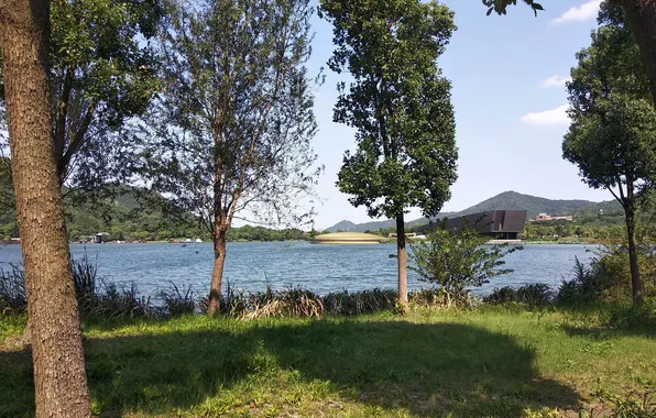 Lake, tree, shadow