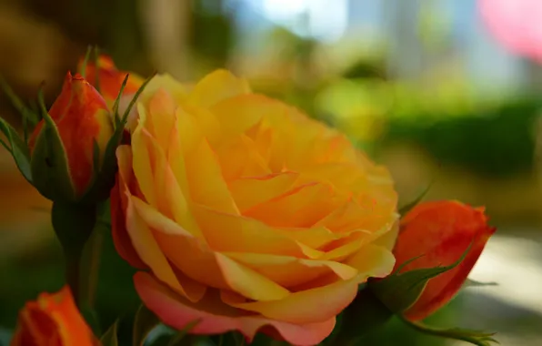 Бутоны, Yellow rose, Жёлтая роза