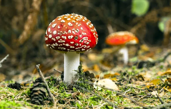 Картинка лес, природа, грибы