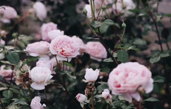 Розы, кусты, by IrinaJoanne
