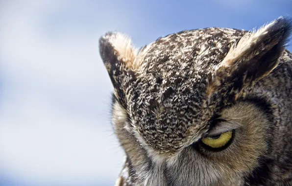 Сова, Great Horned Owl, хмурая