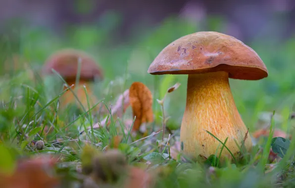 Картинка трава, листья, природа, поляна, грибы, боке, Белый гриб