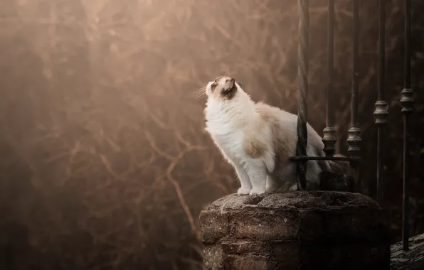 Осень, кошка, кот, деревья, ветки, природа, поза, парк