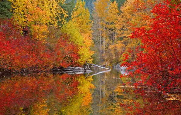 Картинка осень, лес, краски