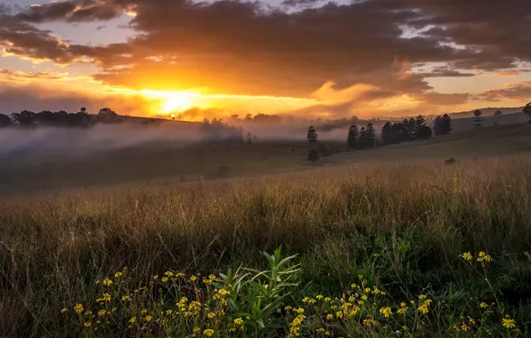 Картинка поле, туман, утро