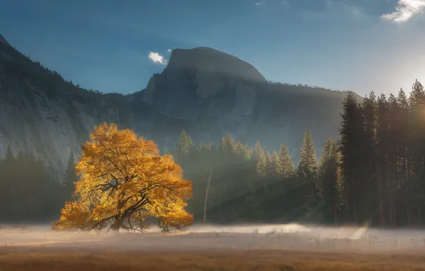 Картинка лес, свет, горы, дерево, США