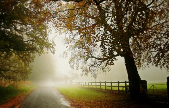 Дорога, осень, деревья, туман, дерево, забор