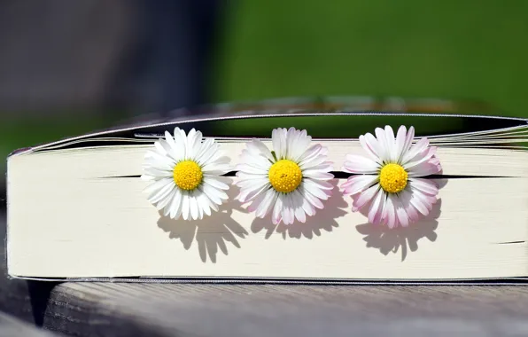 Свет, цветы, ромашки, тени, книга, белые, трио, маргаритки