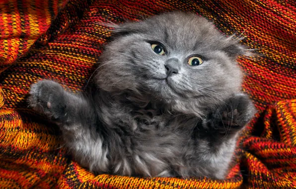 Кошка, кот, лежит, плед, мордашка