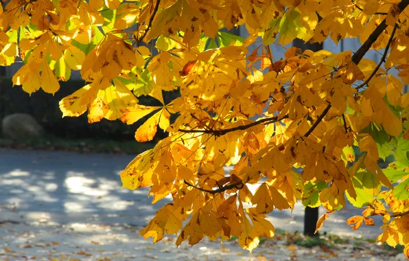Autumn, leafs, fall, twig