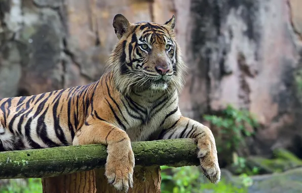 Картинка tiger, young, portrait, bengal