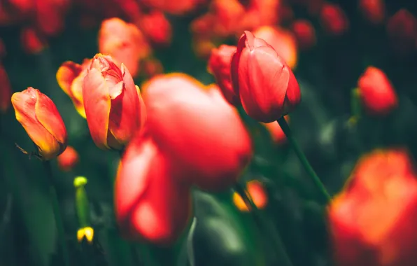 Картинка поле, листья, природа, весна, лепестки, луг, тюльпаны