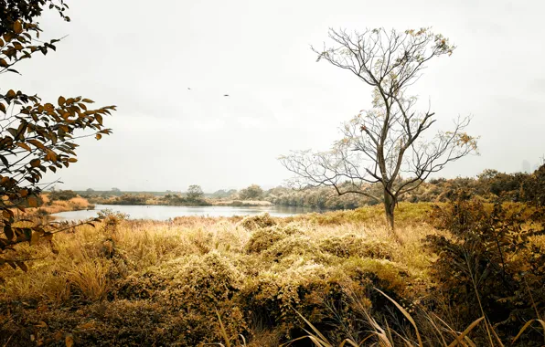 Birds, Lake, Trees