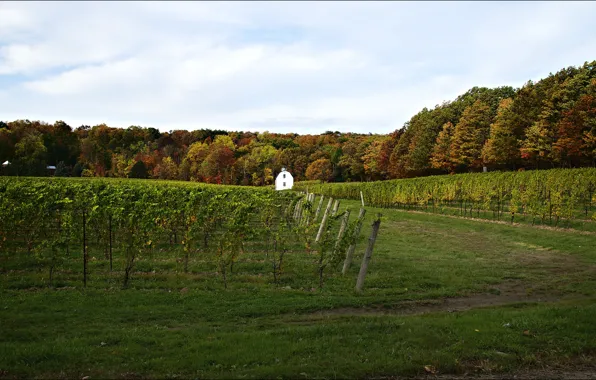 Wine, grapes, vineyards