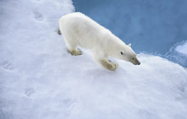 Картинка зима, снег, следы, хищник, белый медведь