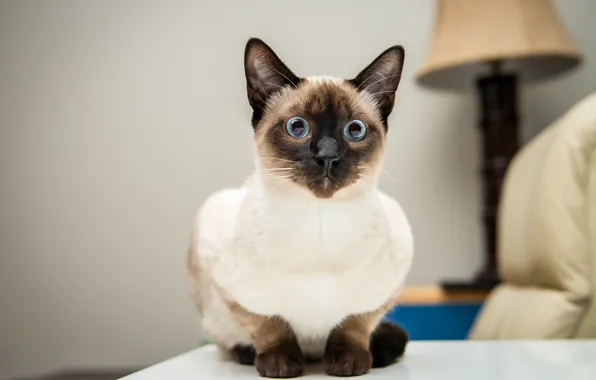 Кошка, кот, взгляд, фон, мордашка, сиамский