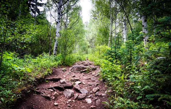 Картинка лес, небо, деревья, камни