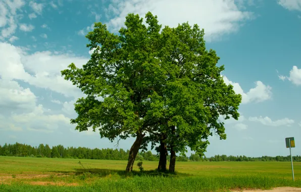 Картинка Природа, Поле, Дерево, Россия, Nature, Russia, Tree, Field