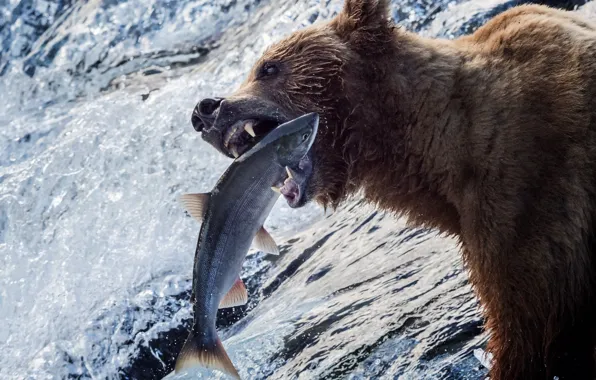 Картинка вода, река, рыбалка, рыба, медведь, Аляска, гризли, улов