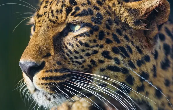 Картинка взгляд, морда, хищник, леопард, leopard