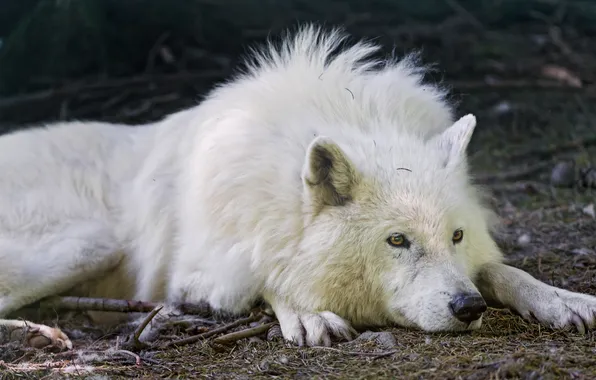 Белый, взгляд, отдых, волк, полярный, ©Tambako The Jaguar
