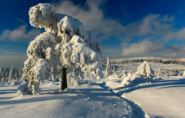 Зима, снег, деревья, Германия, тропинка, Germany, Black Forest, Шварцвальд