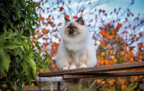 Осень, кошка, кот, взгляд, листья, ветки, листва, доски