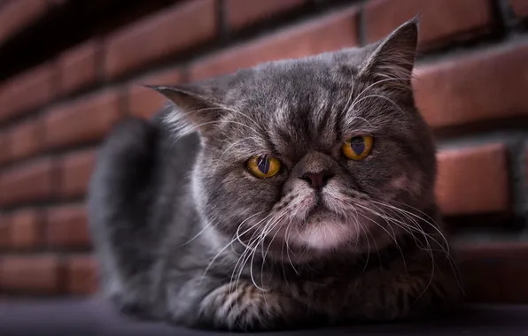 Кошка, кот, взгляд, поза, мордашка