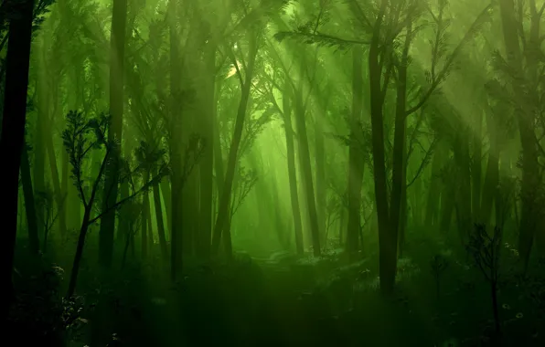 Картинка лес, свет, деревья, ручей