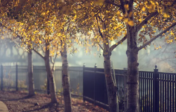 Картинка осень, деревья, забор