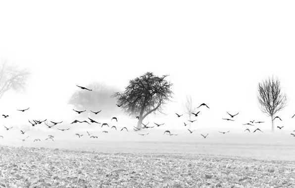 Картинка поле, птицы, туман