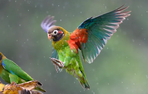 Дождь, птица, крылья, попугай