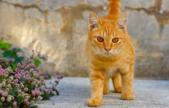 Картинка кошка, кот, цветы, рыжий, котёнок, рыжий котёнок