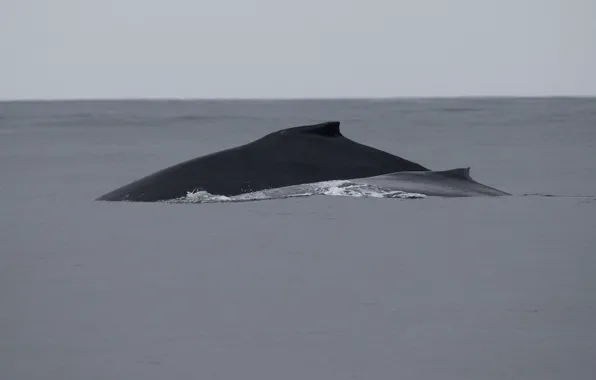 Pacific ocean, whales, humpback, mom, calf